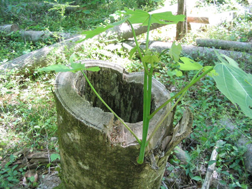 stumps always sucker after cutting unless sprayed