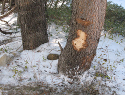 off road tree pruning